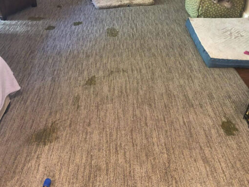 carpet cleaning of office room before
