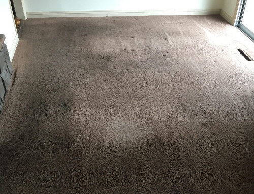 Rug Cleaning of A House After
