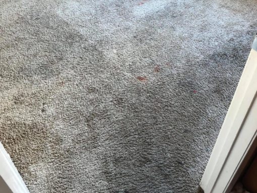 Carpet Cleaning at Home Before