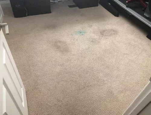 After Carpet Cleaning of the Office Room